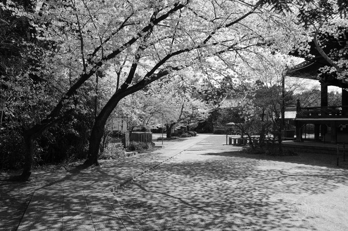 ペンタックス PENTAX K-3 III Monochrome ／ 京都 長岡京 西山 粟生